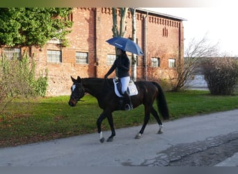 Caballo Letón, Caballo castrado, 9 años, 166 cm, Castaño oscuro