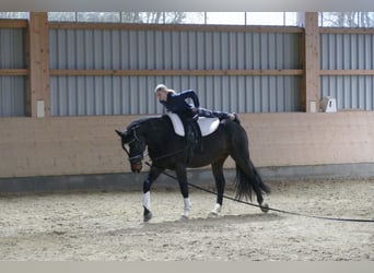 Caballo Letón, Caballo castrado, 9 años, 166 cm, Castaño oscuro