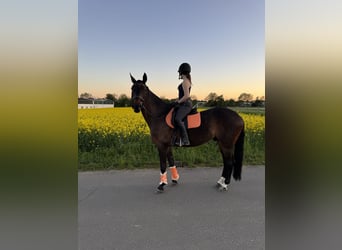 Caballo Letón, Caballo castrado, 9 años, 169 cm, Castaño oscuro