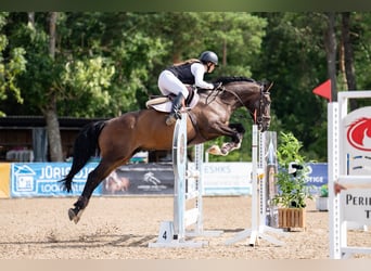 Caballo Letón, Caballo castrado, 9 años, 170 cm, Castaño oscuro