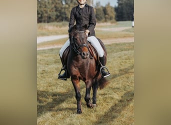 Caballo Letón Mestizo, Yegua, 10 años, 110 cm, Castaño oscuro