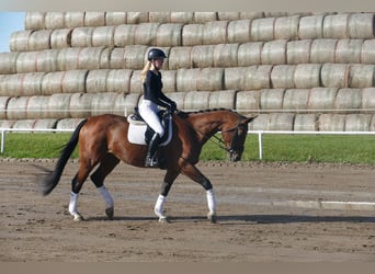 Caballo Letón, Yegua, 10 años, 167 cm, Castaño