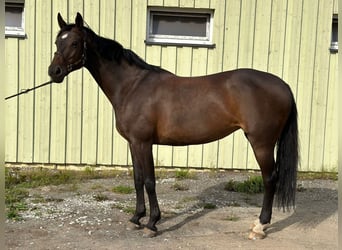 Caballo Letón, Yegua, 10 años, 168 cm, Castaño