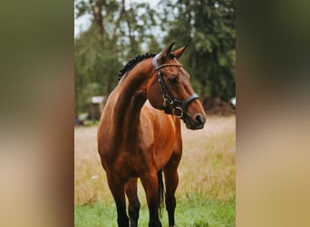 Caballo Letón, Yegua, 11 años, 173 cm, Castaño rojizo