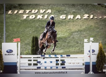 Caballo Letón, Yegua, 11 años, Morcillo