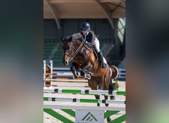 Caballo Letón, Yegua, 11 años, Morcillo