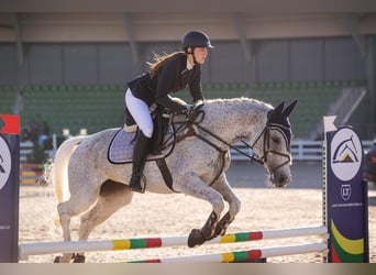 Caballo Letón, Yegua, 12 años, 158 cm, Tordo picazo