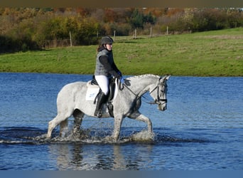Caballo Letón, Yegua, 12 años, 158 cm, Tordo picazo