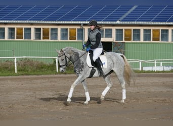 Caballo Letón, Yegua, 12 años, 158 cm, Tordo picazo