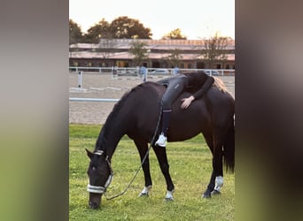 Caballo Letón, Yegua, 14 años, 164 cm, Castaño