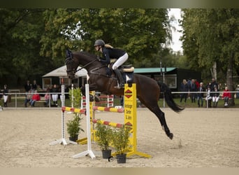 Caballo Letón, Yegua, 14 años, 164 cm, Castaño