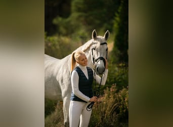 Caballo Letón, Yegua, 15 años, 159 cm, Tordo