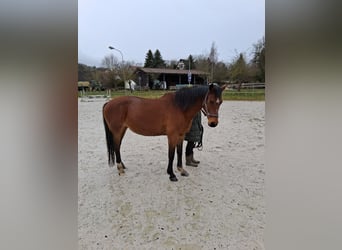 Caballo Letón, Yegua, 15 años, 163 cm, Castaño