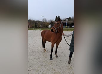 Caballo Letón, Yegua, 15 años, 163 cm, Castaño