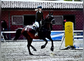 Caballo Letón, Yegua, 15 años, 164 cm, Castaño