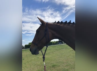 Caballo Letón, Yegua, 17 años, 164 cm, Castaño