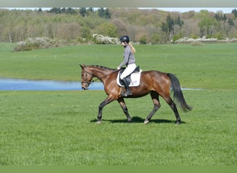 Caballo Letón, Yegua, 17 años, 167 cm, Castaño