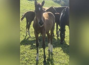 Caballo Letón, Yegua, 1 año, 140 cm, Castaño rojizo