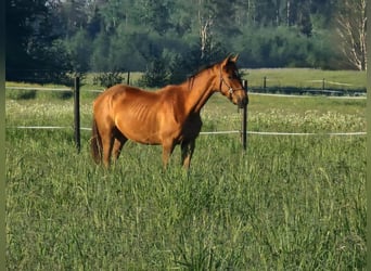 Caballo Letón, Yegua, 1 año, 163 cm