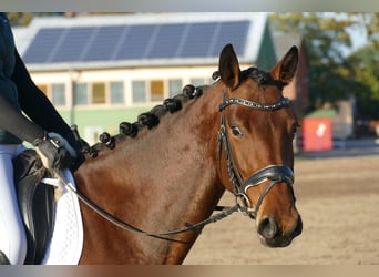 Caballo Letón, Yegua, 4 años, 158 cm, Castaño