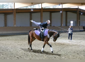 Caballo Letón, Yegua, 4 años, 158 cm, Castaño