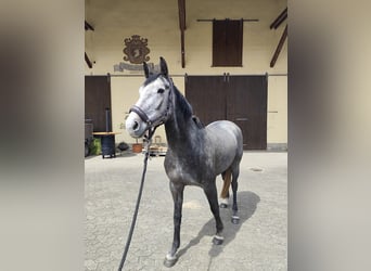 Caballo Letón, Yegua, 4 años, 160 cm, Tordo rodado
