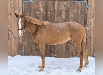 Caballo Letón, Yegua, 4 años, 165 cm, Alazán-tostado