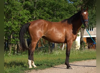 Caballo Letón, Yegua, 4 años, Castaño rojizo