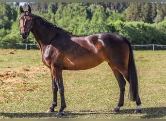 Caballo Letón, Yegua, 5 años, 160 cm, Castaño oscuro