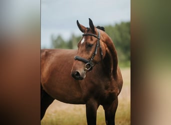 Caballo Letón, Yegua, 5 años, 166 cm, Castaño rojizo