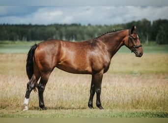 Caballo Letón, Yegua, 5 años, 166 cm, Castaño rojizo