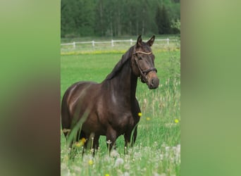 Caballo Letón, Yegua, 6 años, 170 cm, Castaño oscuro