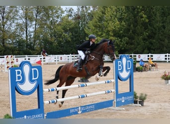 Caballo Letón, Yegua, 6 años, 170 cm, Castaño rojizo