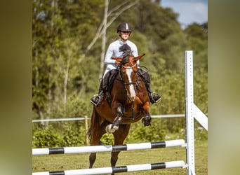 Caballo Letón, Yegua, 6 años, 170 cm, Castaño rojizo