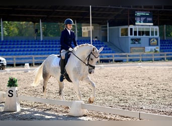 Caballo Letón Mestizo, Yegua, 7 años, 161 cm, Tordo ruano