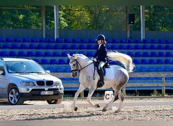 Caballo Letón Mestizo, Yegua, 7 años, 161 cm, Tordo ruano