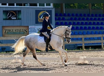 Caballo Letón Mestizo, Yegua, 7 años, 161 cm, Tordo ruano