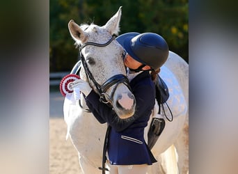 Caballo Letón Mestizo, Yegua, 7 años, 161 cm, Tordo ruano