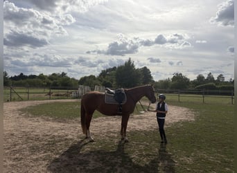 Caballo Letón, Yegua, 7 años, 165 cm, Alazán