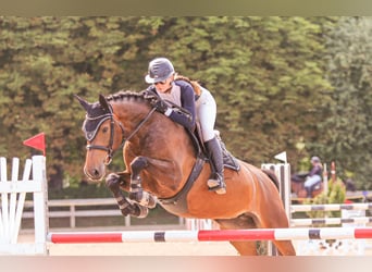 Caballo Letón, Yegua, 7 años, 166 cm, Castaño