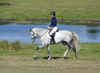 Caballo Letón, Yegua, 7 años, 169 cm, Tordo