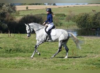 Caballo Letón, Yegua, 7 años, 169 cm, Tordo