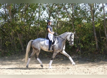 Caballo Letón, Yegua, 7 años, 169 cm, Tordo