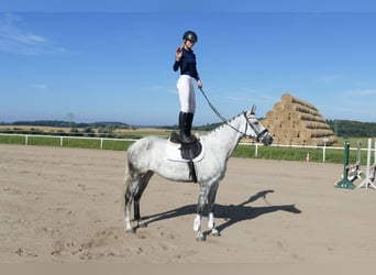 Caballo Letón, Yegua, 7 años, 169 cm, Tordo