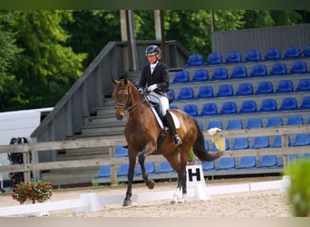 Caballo Letón, Yegua, 7 años, 176 cm, Castaño oscuro