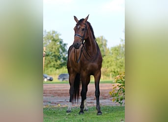 Caballo Letón, Yegua, 7 años, 176 cm, Castaño oscuro