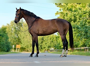 Caballo Letón, Yegua, 7 años, 176 cm, Castaño oscuro