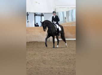 Caballo Letón, Yegua, 7 años, 176 cm, Castaño oscuro