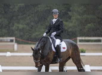 Caballo Letón, Yegua, 7 años, 176 cm, Castaño oscuro