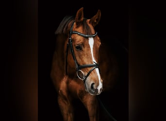 Caballo Letón, Yegua, 7 años, Alazán-tostado